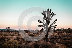 Mojave Desert near Route 66 in California