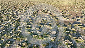 Mojave Desert in Palmdale Aerial Shot Joshua Tree Forward California USA