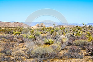 Mojave Desert Regenerating Post Drought