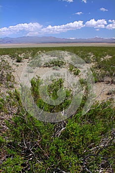 Mojave Desert Southern California