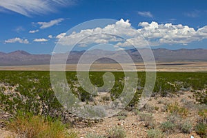 Mojave Desert - southern California