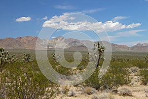 Mojave Desert - southern California