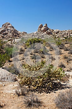 Mojave Desert - southern California