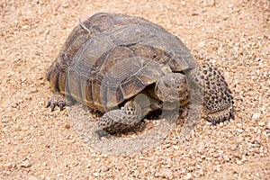 Púšť korytnačka 