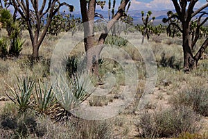 Mojave Desert Tree Landscape California