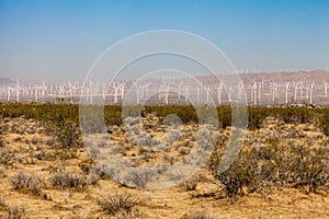 Mojave Desert