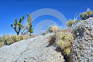 Mojave dessert plants - cactus in rock and Joshua tree in the background over blue sky