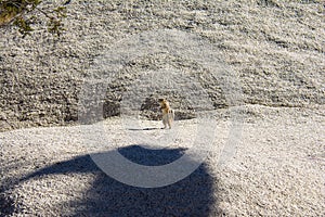 Mojave Ground Squirrel Xerospermophylis Mohavensis