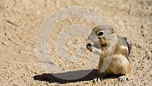 Mojave Ground Squirrel Xerospermophylis Mohavensis