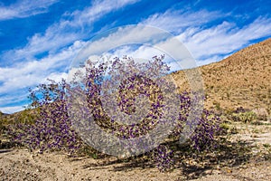 Mojave Indigo Bush