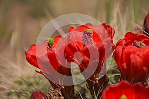 Mojave Mound Cactus Echinocereus triglochidiatus