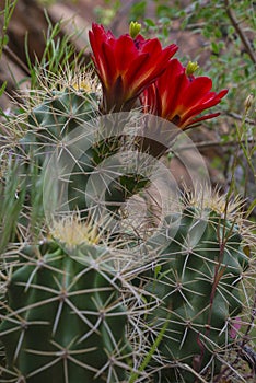 Mojave mound cactus - Echinocereus triglochidiatus