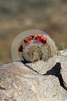 Mojave National Preserve