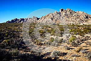 Mojave National Preserve