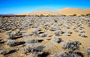 Mojave National Preserve