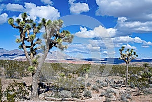 Mojave National Preserve Joshua Trees