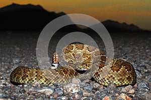 Mojave Rattlesnake - Crotalus scutulatus