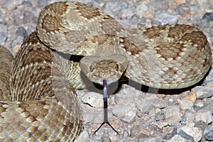 Mojave Rattlesnake Crotalus scutulatus