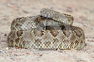 Mojave Rattlesnake - Crotalus scutulatus photo