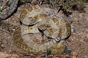 Mojave Rattlesnake - Crotalus scutulatus