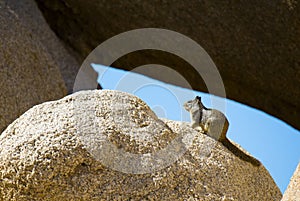 Mojave Rock Squirrel Sunning