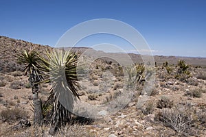 Mojave Woestijn, Mojave Desert