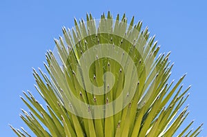 Mojave yucca photo