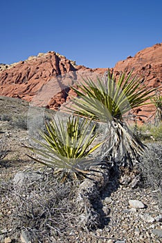 Mojave Yucca at Red Rock Canyon