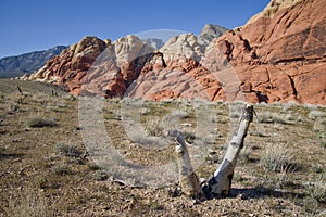 Mojave Yucca at Red Rock Canyon