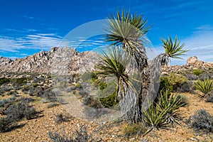 Mojave Yucca or Spanish Dagger in the Mojave desert