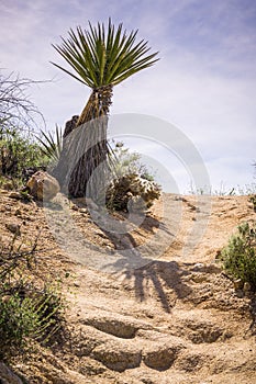Mojave Yucca Yucca schidigera bordering a rocky trail, Joshua Tree National Park, California