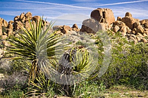 Mojave Yucca Yucca schidigera, Joshua Tree National Park, California