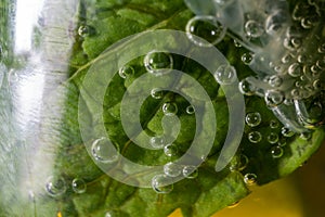 Mojito leaf with bubbles photographed in close-up in a mojito cocktail