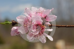 `Mojo Blossom` Peach Blossom stock photo by Zen Duder