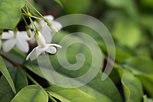 Mok flowers have white color with blur natural background. photo