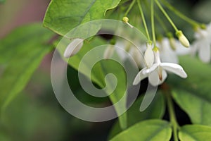 Mok flowers have white color with blur natural background. photo