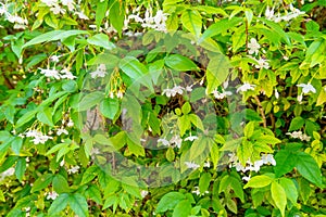 The Mok flowers and its green leaves wallpaper