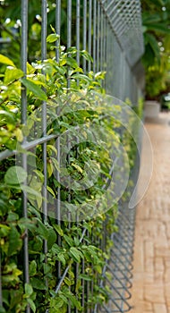 Mok trees that grow along the mesh fence beside the footpath, orange block bricks