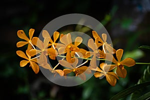 Mokara Hybrids Blooming Plant flowers close up