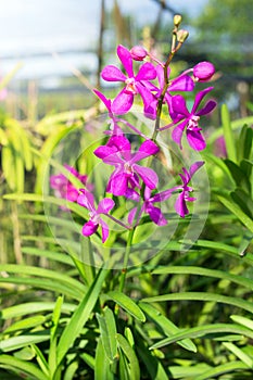 Mokara Pink Calypso, Beautiful pink orchids. Orchid Farm. Thailand