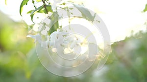 Moke or Wrightia religiosa white flower swaying in the wind, White flower with sunset