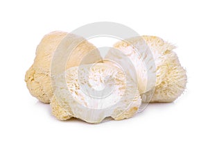 Mokey head mushroom , lion mane or yamabushitake isolated photo