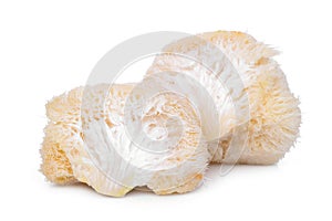 Mokey head mushroom , lion mane or yamabushitake isolated on white photo