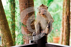 Mokey sit on tree stump