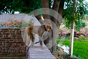 Mokey tied with rope in a small village Lambra, Jalandhar, Punjab photo