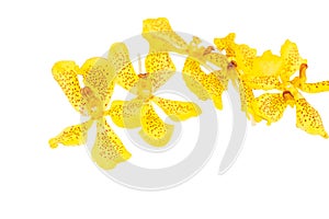 Mokkara yellow Orchid flower isolated on white