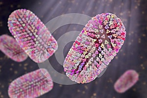 Mokola virus, an RNA virus related to rabies virus