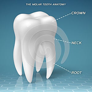 Molar anatomy - crown, neck and root of tooth