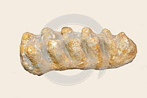 The molar of the Auvergne mastodon Latin Anancus arvernensis The Neogene period is yellow on an isolated white background.