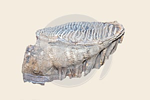 The molar of a mature elephant order Proboscidea is gray in isolation on a white background. Animal